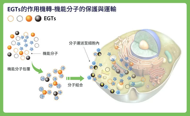 The mechanism of EGTs - protection and transport of functional molecules